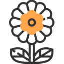 nature,botanical,flower,blossom,petals