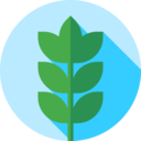 food,nature,branch,farming and gardening,leaves,wheat,barley