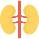 medical,healthcare and medical,organ,anatomy,kidney,urology,urologist,kidneys