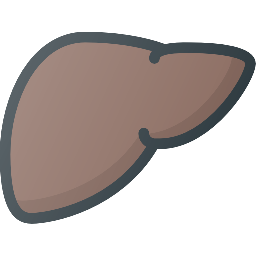 Liver