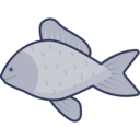 food,animals,healthy food,fish,sea life,animal ok 