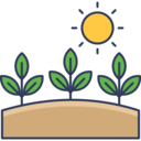 sun,plant,farming and gardening,sprout,blossom,sunshine ok 