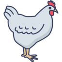 animals,animal,farm,chicken,hen,poultry ok 