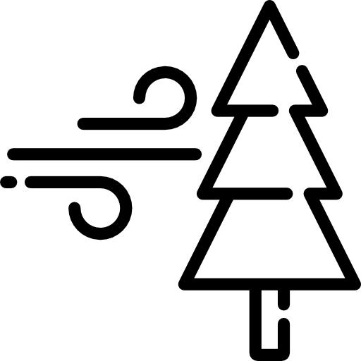 Pine