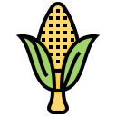 Corn,Grilled,Organic,Plant,Vegetable