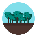 Forest,Jungle,Tree,Wood