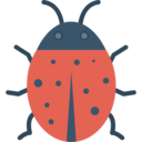 animals,bug,animal kingdom,insect,ladybug ok 