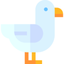 animals,wildlife,bird,animal,zoology,sea,seagull