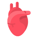 Anatomy,Heart,Human,Medical,Organ ok 