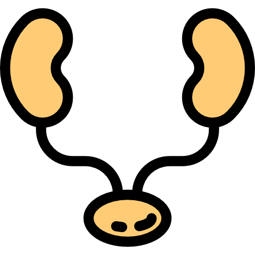 Kidneys
