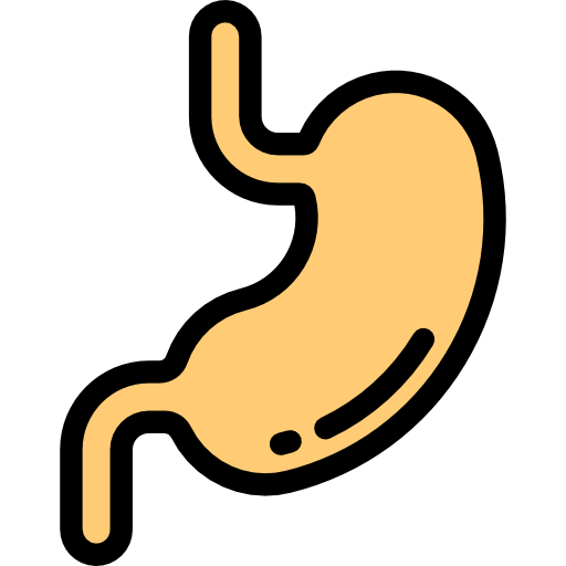 Stomach