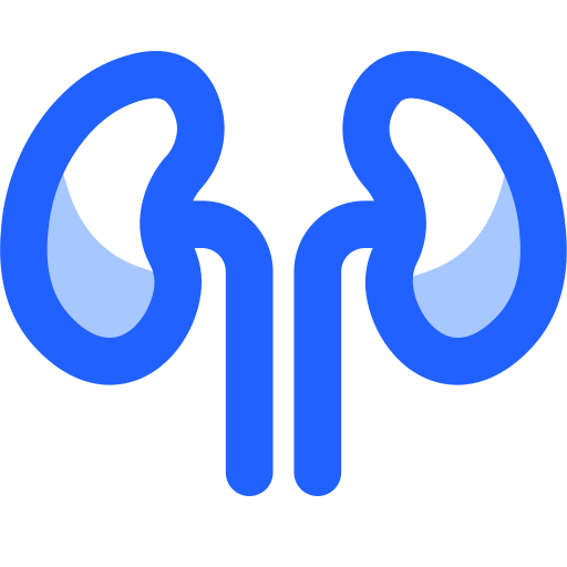 Anatomy, body, human, kidney, organ icon