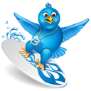 Bird,Surfing,Twitter