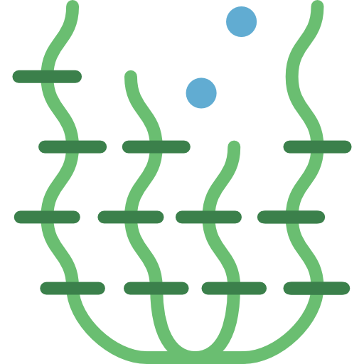 Seaweed