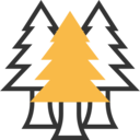 nature,botanical,tree,garden,yard,forest,pine ok 