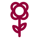 Flower,Rose,Valentine,February,Plant,Decoration,Gift