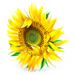 Flower, plant, sunflower icon