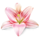 Lily, flower, plant icon