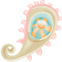 Paisley icon 64x64