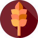 food,food and restaurant,nature,farming,cereals,wheat,grain,wheat plant,wheat grain