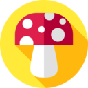 food,nature,mushroom,Muscaria,Fungi,mushrooms