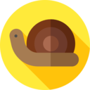 animals,wildlife,animal kingdom,animal,snail ok 