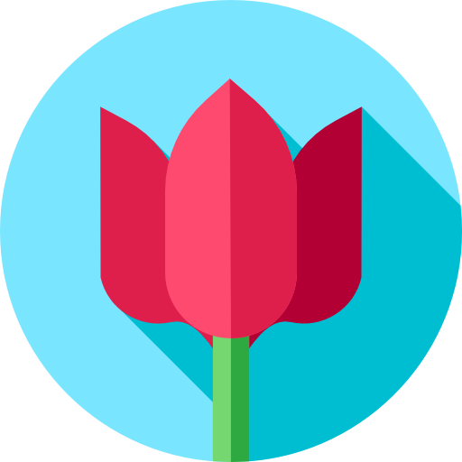 Tulip