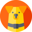 animals,education,dog,training,ability,online learning,corgi,doggy,pedigree