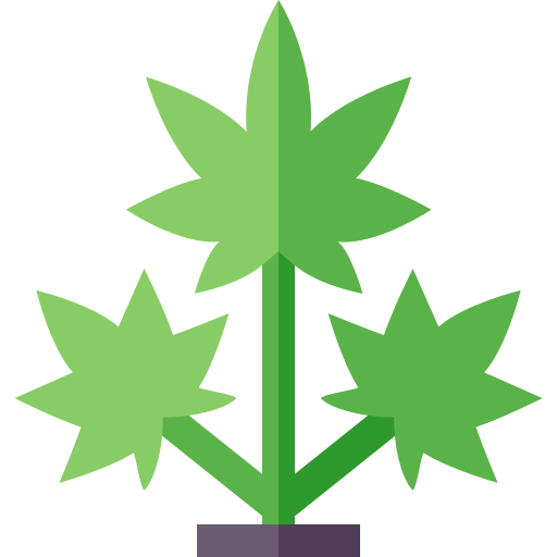 Cannabis