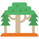 ecology and environment,landscape,nature,trees,joshua tree,woods,forest,pines