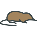 animals,wild life,animal kingdom,zoo,desman ok 
