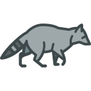 animals,wild life,animal kingdom,zoo,racoon ok 