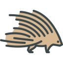 animals,wild life,animal kingdom,zoo,porcupine ok 