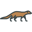 animals,wild life,animal kingdom,zoo,mongoose ok 