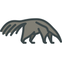 animals,wild life,animal kingdom,zoo,anteater ok 