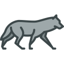 animals,wild life,animal kingdom,zoo,wolf