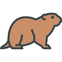 animals,wild life,animal kingdom,zoo,groundhog ok 