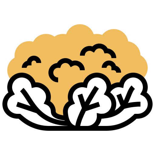 Cauliflower