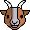 animals,mammal,wildlife,animal kingdom,lamb,goat,sheep
