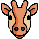 animals,mammal,wild life,animal kingdom,giraffe