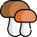 food,food and restaurant,nature,mushroom,Muscaria,Fungi,mushrooms
