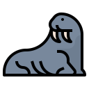 animals,wildlife,zoo,animal,wild,walrus