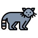 animals,wildlife,zoo,animal,wild,raccoon ok 