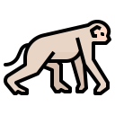 animals,wildlife,zoo,animal,wild,monkey