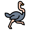 animals,wildlife,zoo,animal,wild,ostrich