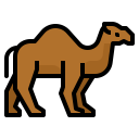 animals,wildlife,zoo,animal,wild,camel