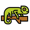 animals,wildlife,zoo,animal,wild,chameleon