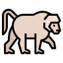 animals,wildlife,zoo,animal,wild,baboon ok 