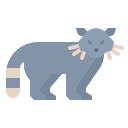 animals,wildlife,zoo,animal,wild,raccoon ok 