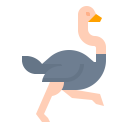 animals,wildlife,zoo,animal,wild,ostrich